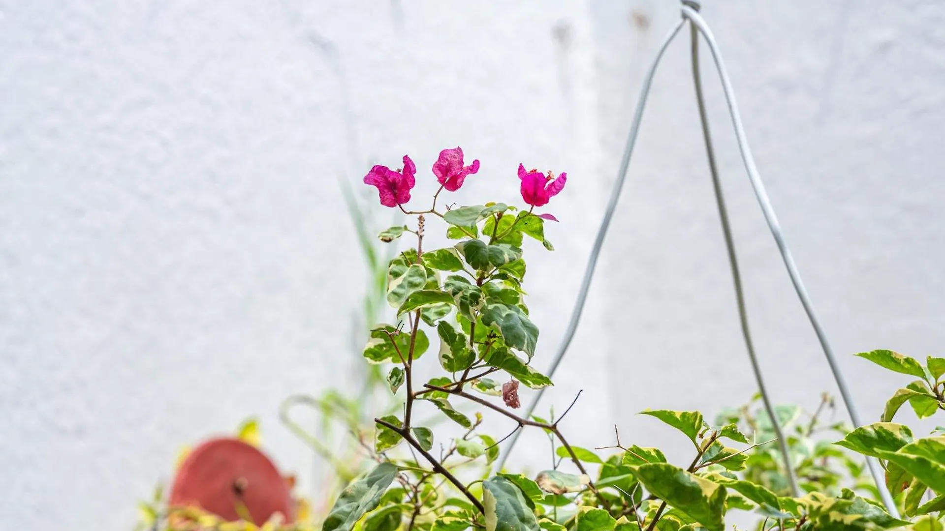 Guest house Oresca Hostel Cartagena